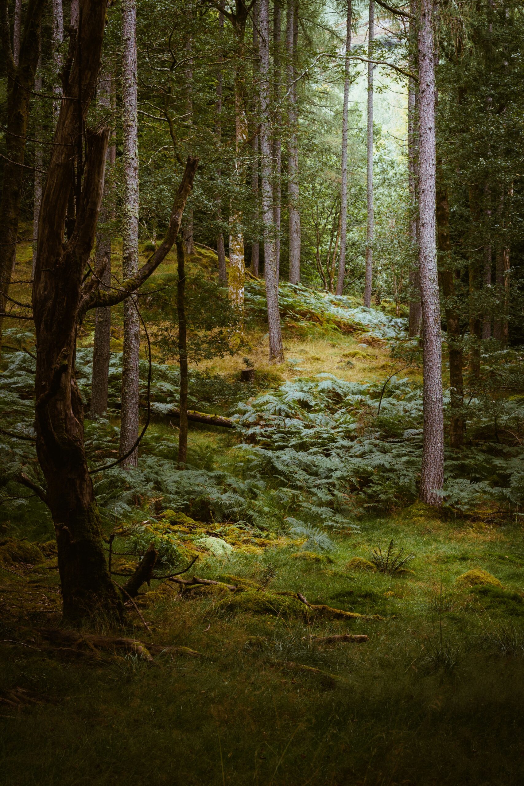 illiya-vjestica-Fc4XKLsoziQ-unsplash